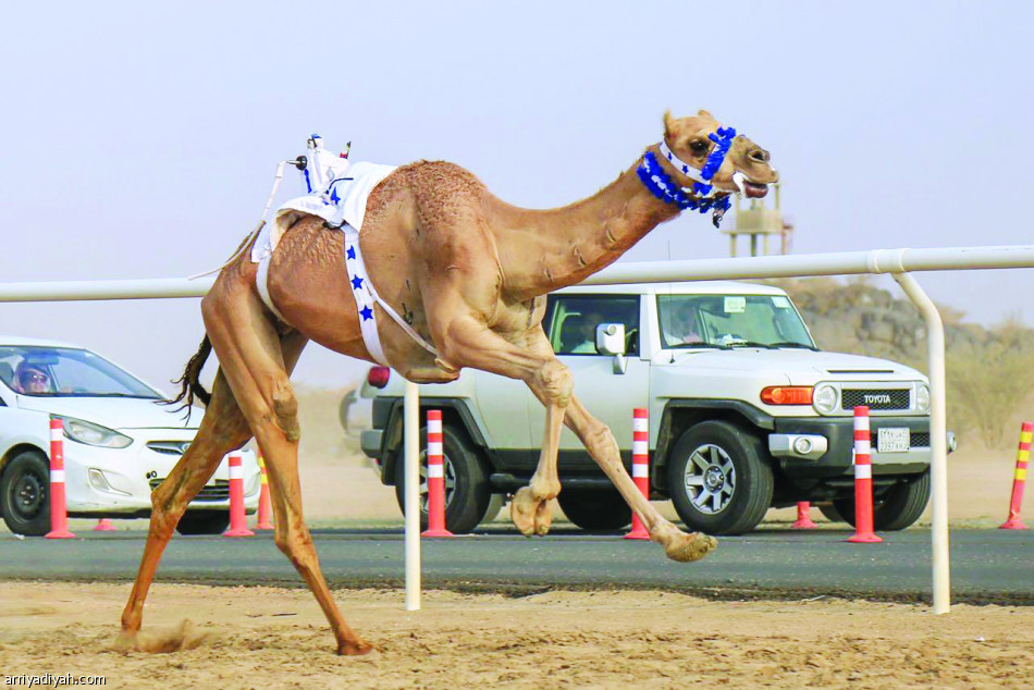 الراية 
يقترب من اللقب.. ودلما تسجل أفضل توقيت